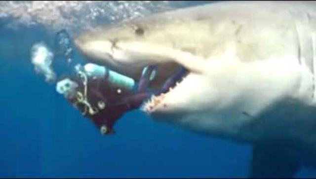 Marine biologist eaten after loaning shark cage to WWE