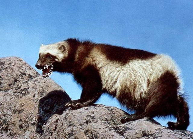 Actual rabid wolverine feels unfairly stigmatized