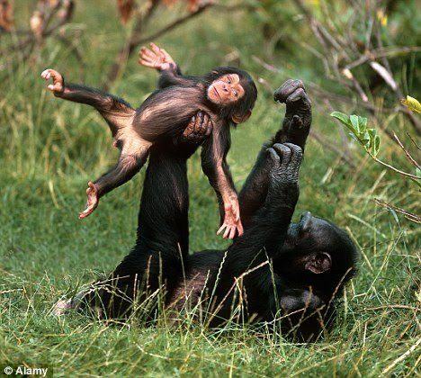 Primatologists finally witness “monkey flip” in nature