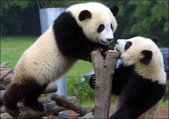 WWE sticks it to World Wildlife Fund with panda vs. panda match