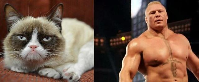 Lesnar confirmed to face Grumpy Cat at WrestleMania 31