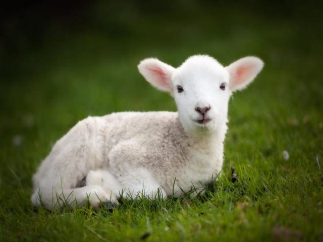 McMahon vows to boost Raw ratings tonight by sacrificing this lamb
