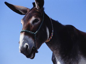 Government mule