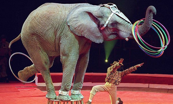 Circus elephant pities John Cena