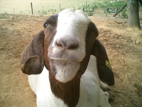 Goat sues Daniel Bryan for slander