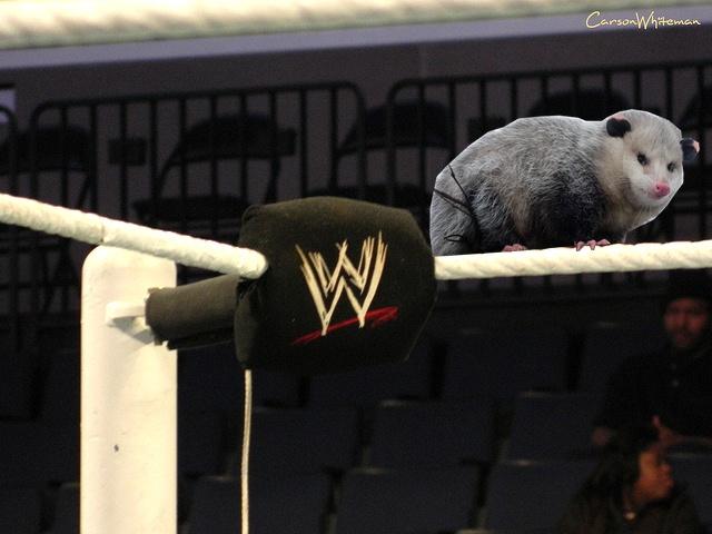Possum plays wrestler