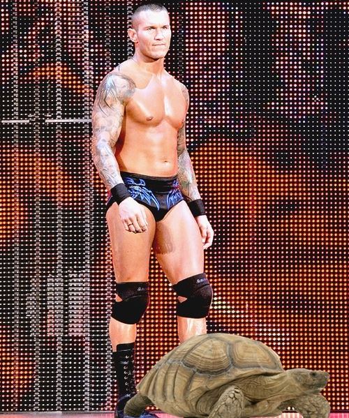 Orton beaten to the ring by tortoise