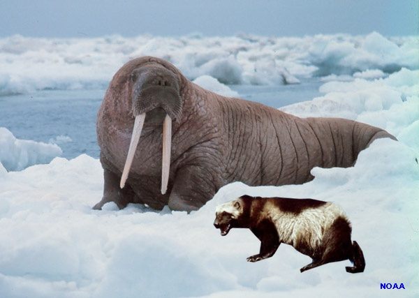 Walrus attacks wolverine