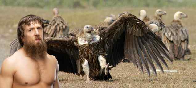 Daniel Bryan follows buzzards, makes them tap