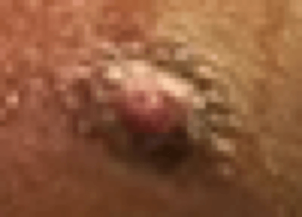nip wwe